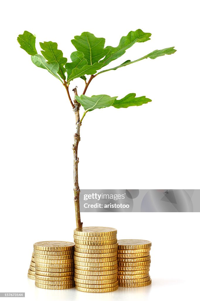 Oak Tree Growing out of Money, Isolated on White