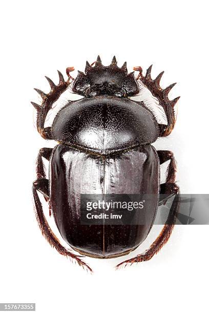 halbkugeliger käfer - dung beetle stock-fotos und bilder
