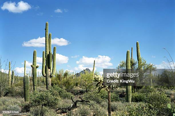 desert landscape - sonora mexico stockfoto's en -beelden