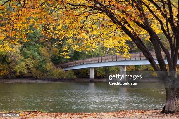 autumn tree and bridge - potomac river bildbanksfoton och bilder