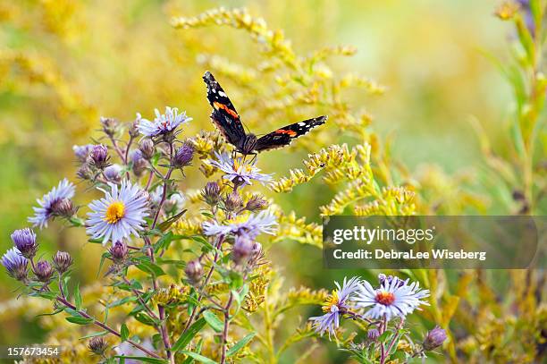 flying beauty - aster stock pictures, royalty-free photos & images