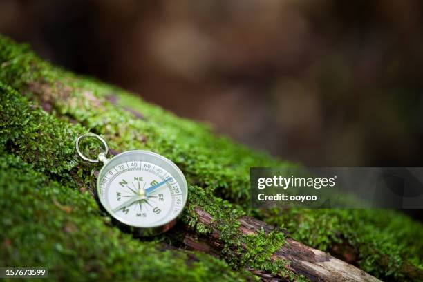 compass in a forest - moss stock pictures, royalty-free photos & images