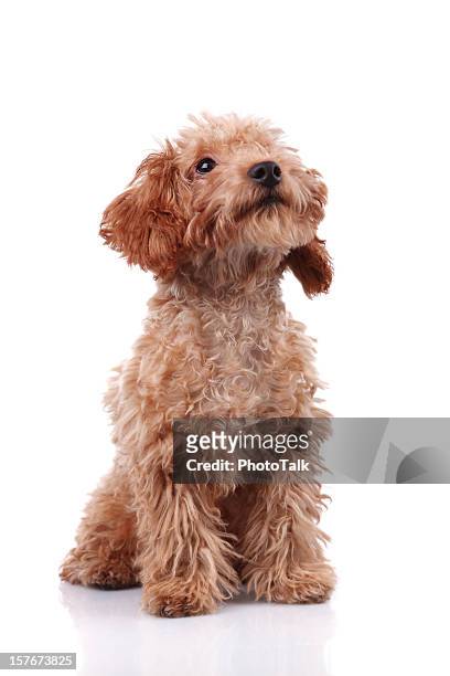 little dog - xxxlarge - brown poodle stockfoto's en -beelden
