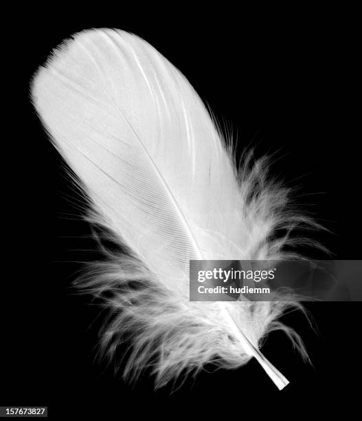 white feather - feathers stock-fotos und bilder