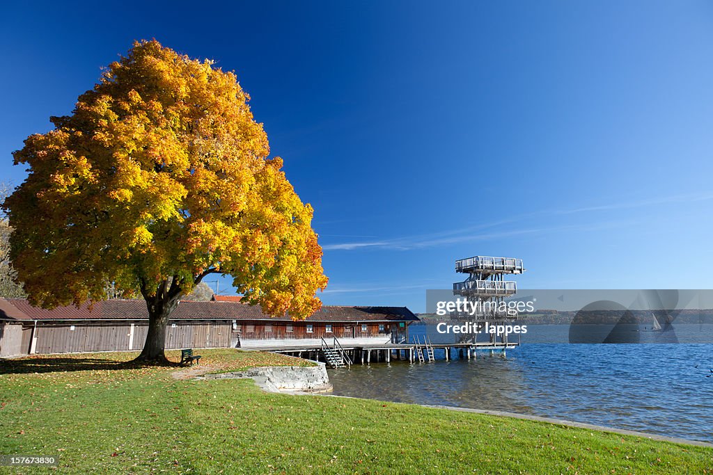 Baum im Herbst