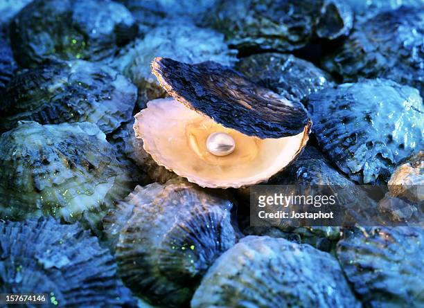 ostras con perla - oyster pearl fotografías e imágenes de stock