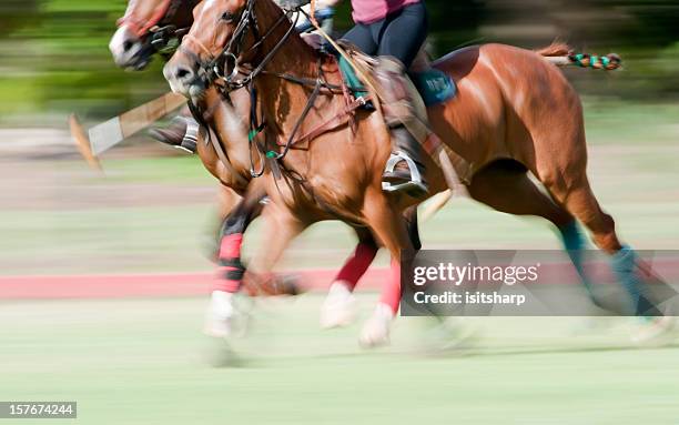 Foto de Cavalos De Polo e mais fotos de stock de Jogo de Polo