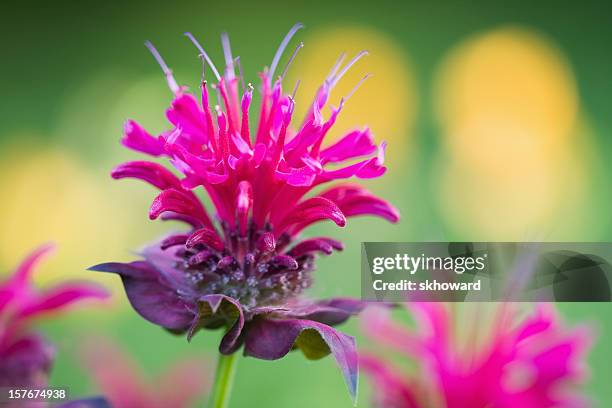 biene balsam blossom - goldmelisse stock-fotos und bilder