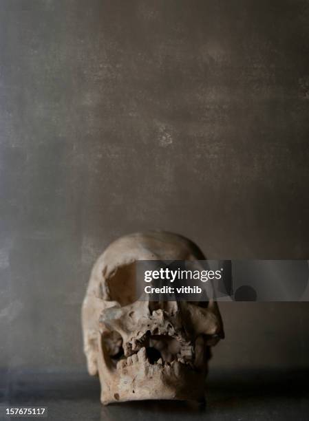 human skull - human skull stock pictures, royalty-free photos & images