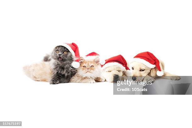 pets santa claus - santa hat stock pictures, royalty-free photos & images