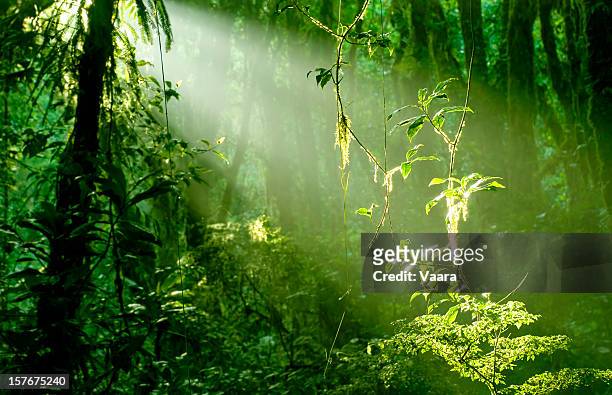 morgen im regenwald - costa rica stock-fotos und bilder