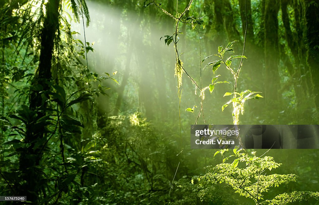 Morning in Rainforest