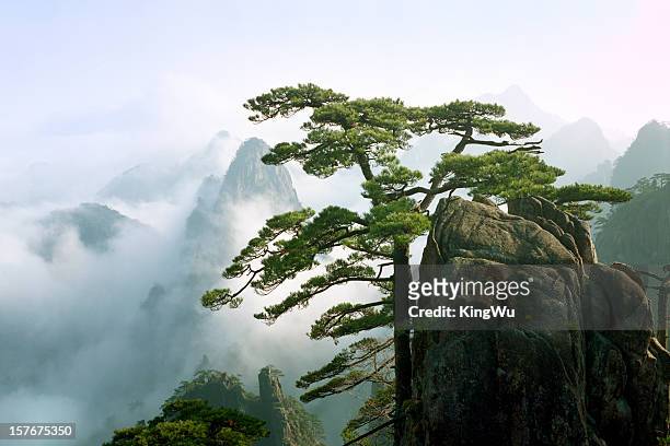 beauty in nature - huangshan bildbanksfoton och bilder