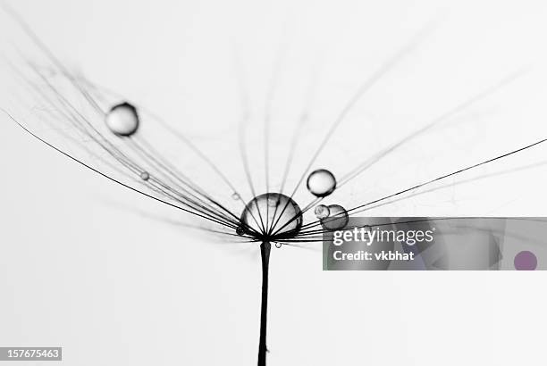 dandelion seed - black and white nature stock pictures, royalty-free photos & images