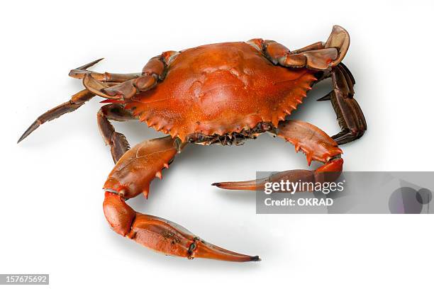 blue crab single top view isolated on white background - crab stock pictures, royalty-free photos & images