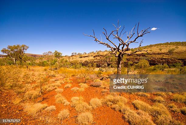 outback western australia - tree in karijini national park - outback western australia stock pictures, royalty-free photos & images