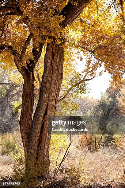 cottonwood tree in fall, new mexico, usa - cottonwood stock pictures, royalty-free photos & images