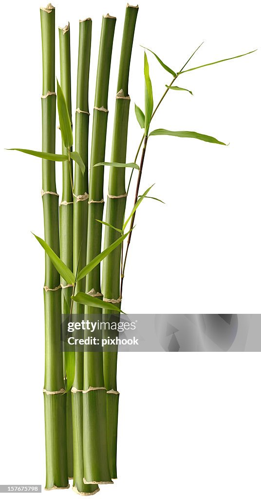 Bamboo Bunch with Leaves