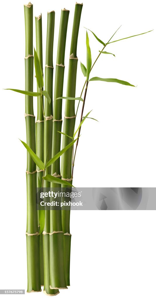 Bamboo Bunch with Leaves