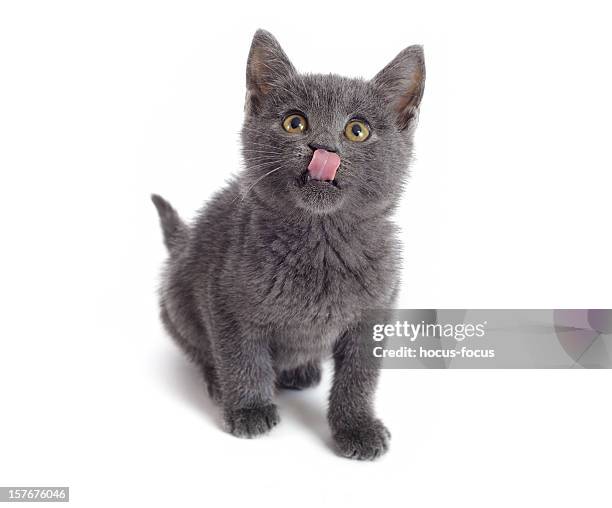 hungry kitty - licking lips stock pictures, royalty-free photos & images