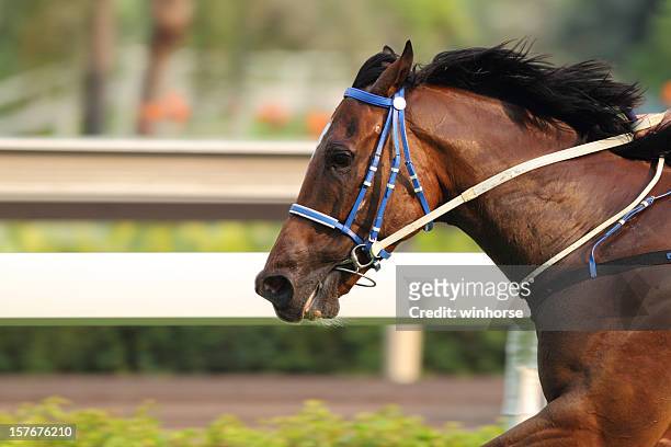 caballo - jockey fotografías e imágenes de stock