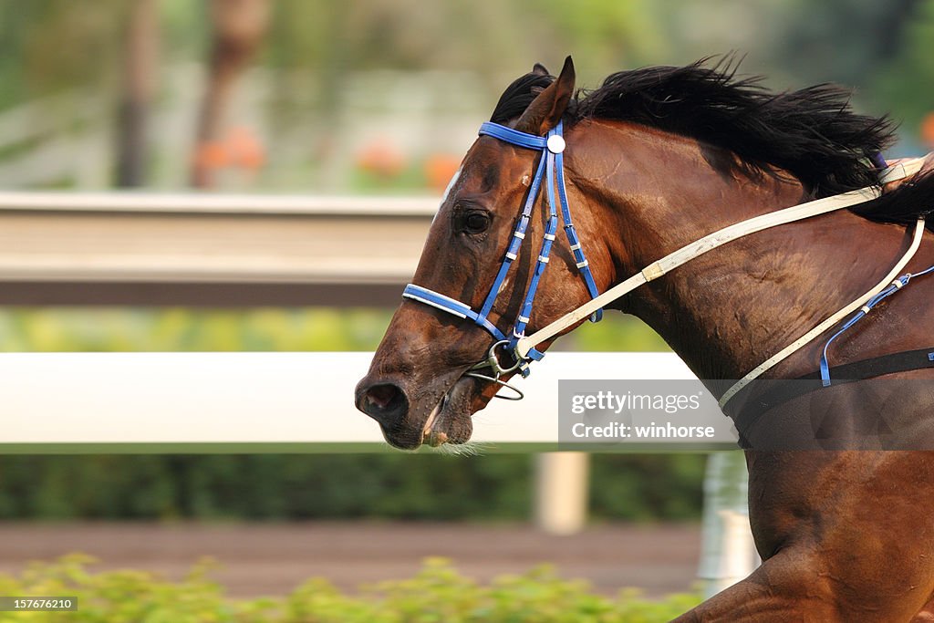 Horse running on a track in motion