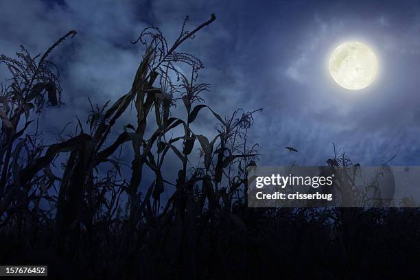 cornfield a notte - luna piena foto e immagini stock