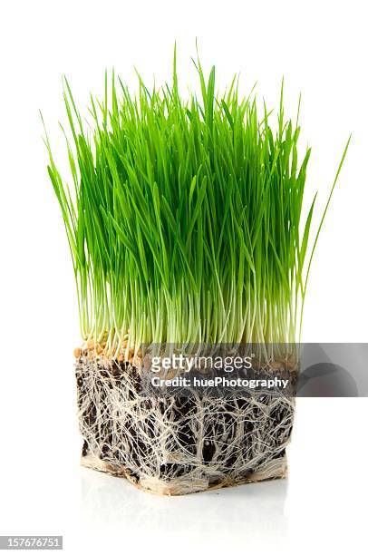 wheat grass - wheatgrass stock pictures, royalty-free photos & images