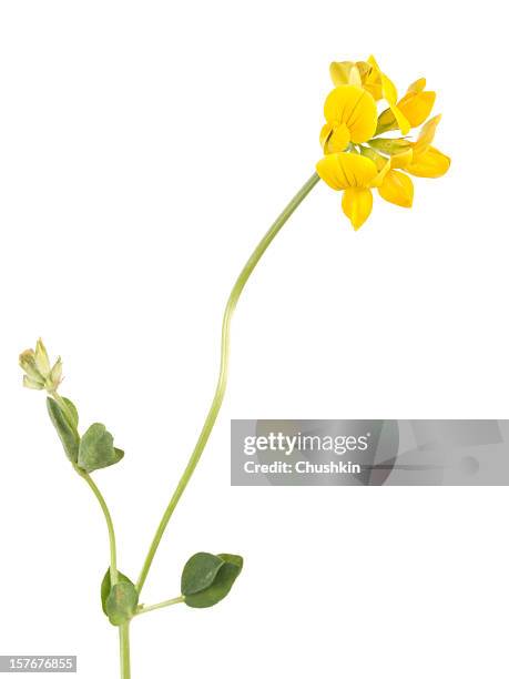 bird's foot trefoil - lotusrot bildbanksfoton och bilder