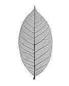 Monochrome photo of skeleton leaf on white background