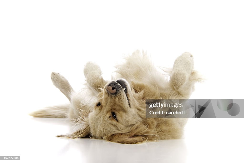 Golden retriever playing dead on a white background