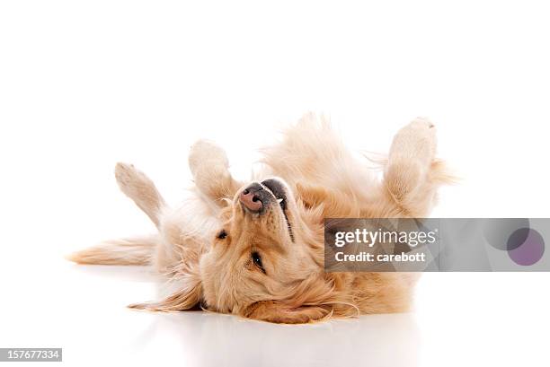 golden retriever playing dead on a white background - lying on back photos 個照片及圖片檔