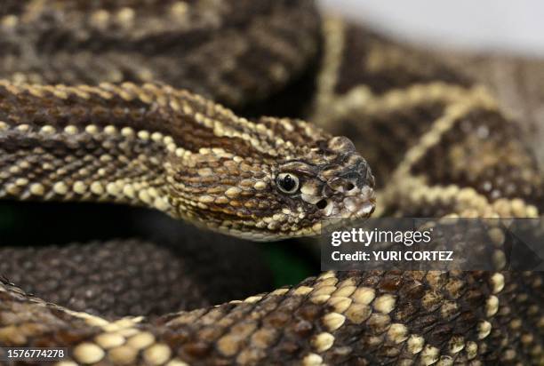 Venomous rattlesnake is photographed while staying at the facilities of the Institute of Tropical Medicine of the Central University of Venezuela in...
