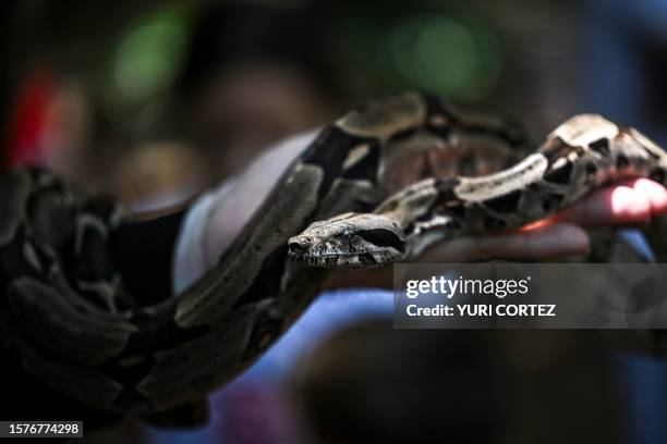 Willians Garban , security supervisor of the Casupo municipal park, holds a boa constrictor snake in his left arm while it is shown to attendees at a...