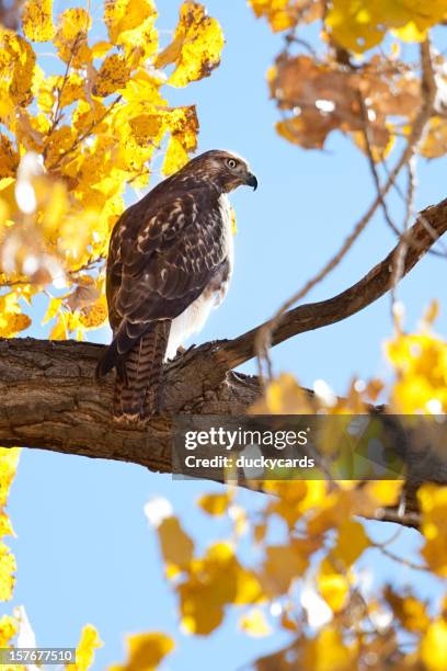 hawk in cottonwood tree with fall colors - bird profile stock pictures, royalty-free photos & images