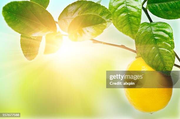 lemon on tree - lemon tree stockfoto's en -beelden