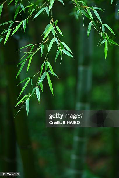 bambus-blätter - bambusblatt stock-fotos und bilder