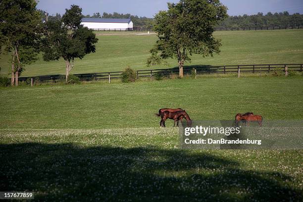 horse mother and colts - rural kentucky stock pictures, royalty-free photos & images