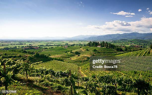 weinberge ausblick auf die landschaft - friaul julisch venetien stock-fotos und bilder