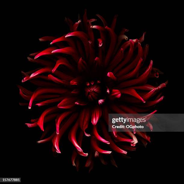 red spider dahlia - ogphoto stock pictures, royalty-free photos & images