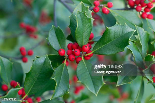 holly and berries - christmas holly stock pictures, royalty-free photos & images