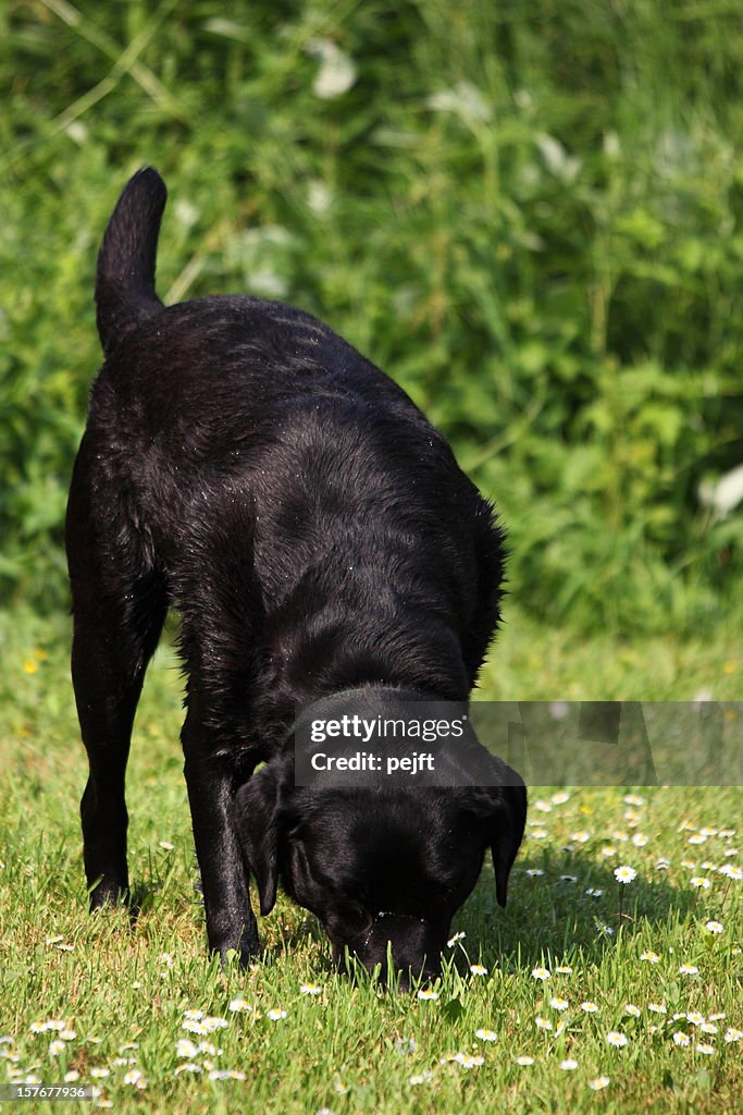 Searching black Labrador Retriever