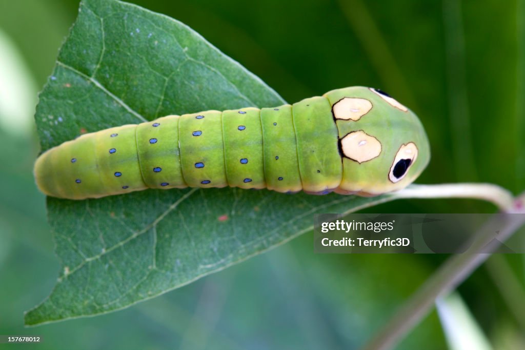 Spicebush Swallowtail Butterfly Caterpillar Larva on Leaf