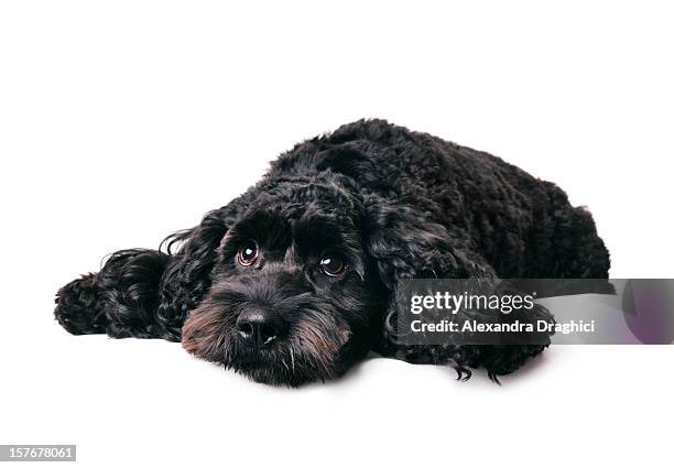 what a dog day... - black poodle stockfoto's en -beelden