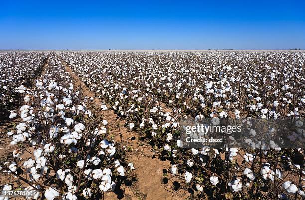 algodão em campo prontos para a colheita - cotton - fotografias e filmes do acervo