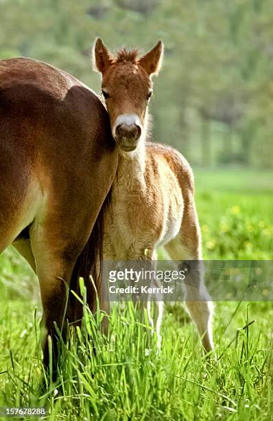 no, i am not afraid... exmoor pony foal - exmoor national park stockfoto's en -beelden