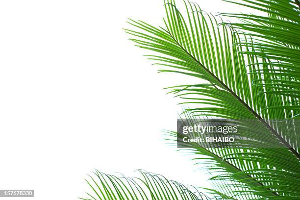 feuilles de palmier - plante tropicale photos et images de collection