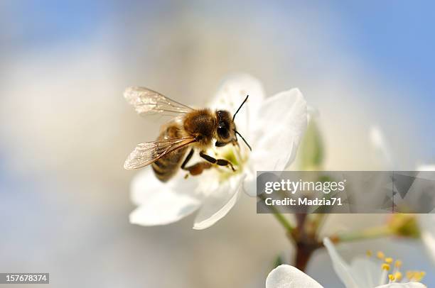 a bumble bee pollinating on a white flower - hive stock pictures, royalty-free photos & images