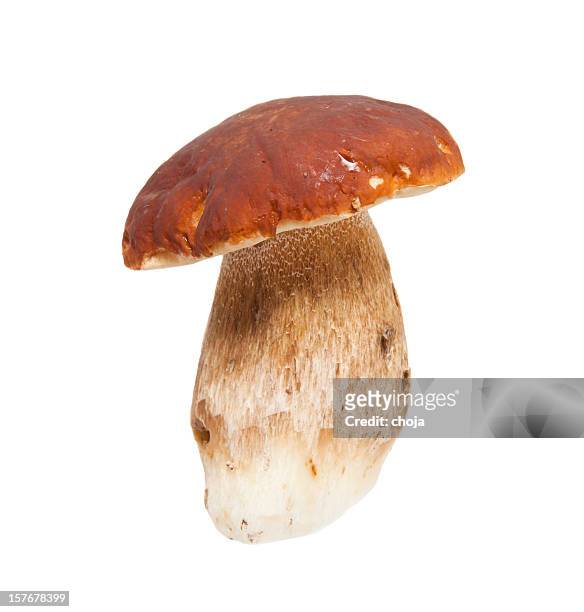 cepe on a white background...porcini mushroom - porcini mushroom stock pictures, royalty-free photos & images