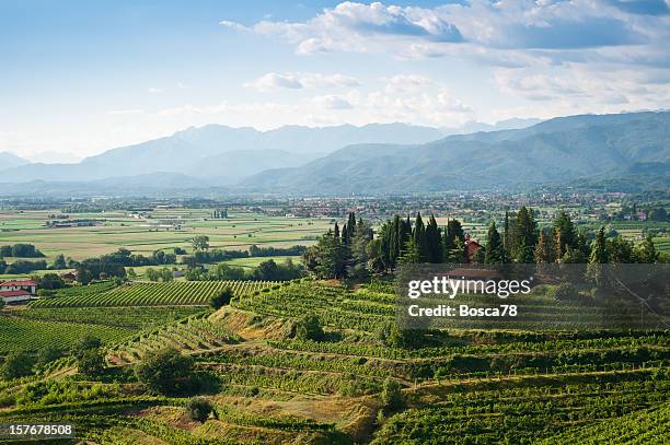 panorama vista vigneti - friuli foto e immagini stock